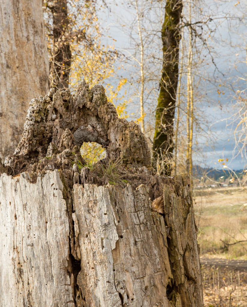 After A Storm Dead Wood Gives Life Real Gardens Grow Natives after-a-storm-dead-wood-gives-life-real-gardens-grow-natives