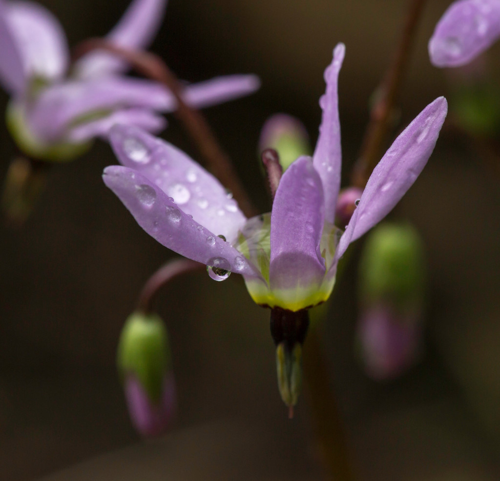 Pacific Northwest Native Plant Profile Henderson S Shooting Star Dodecatheon Hendersonii Real Gardens Grow Natives