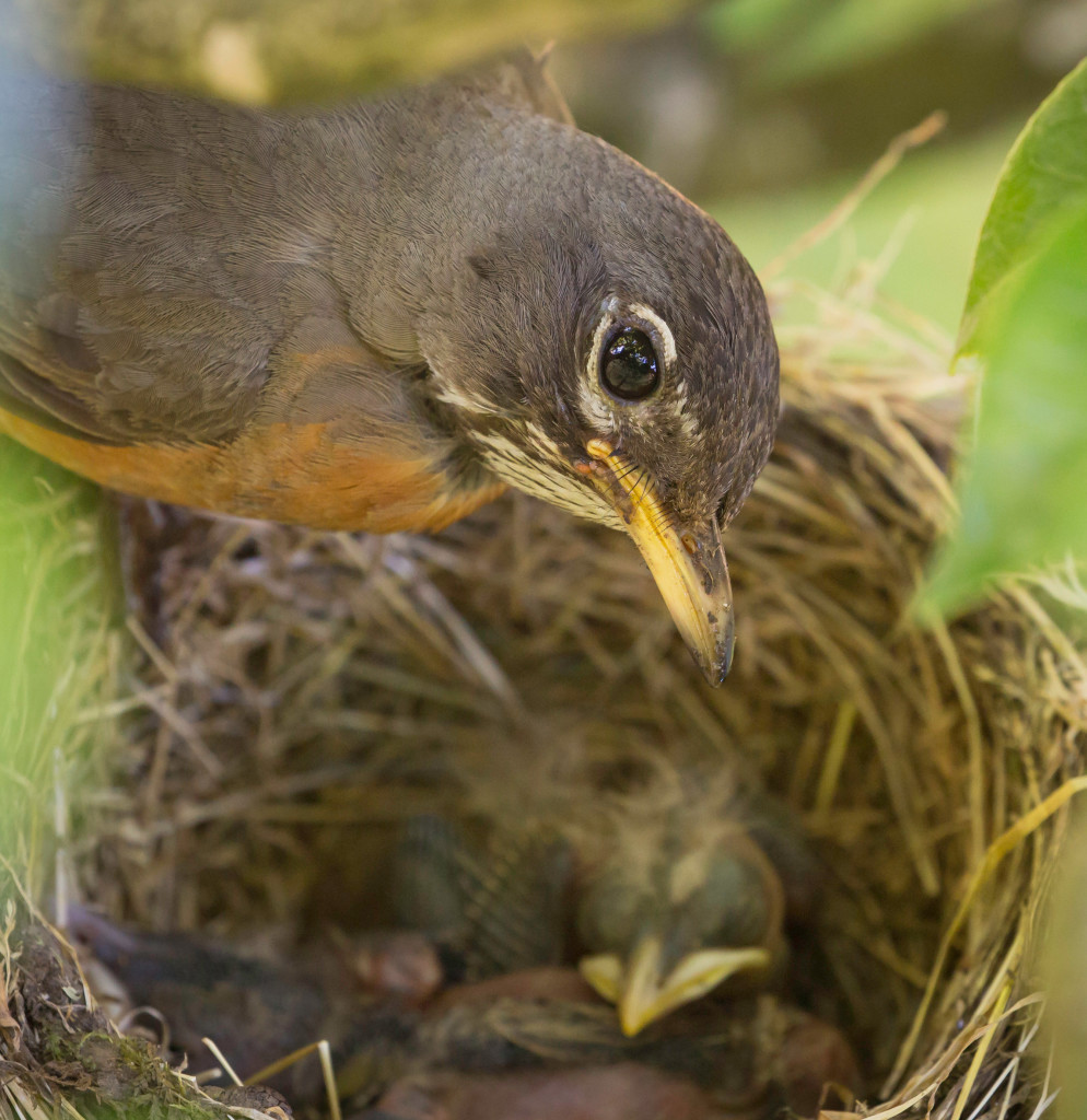 I found a nest with eggs in it and no adult birds seem to be