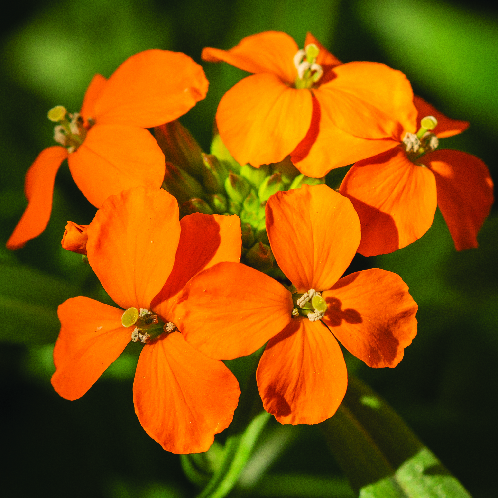Pacific Northwest Native Plant Profile Erysimum capitatum