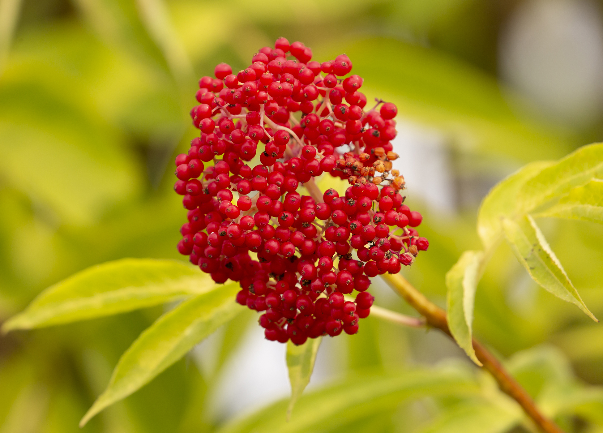 Pacific Northwest Native Plant Profile Pacific Red Elderberry